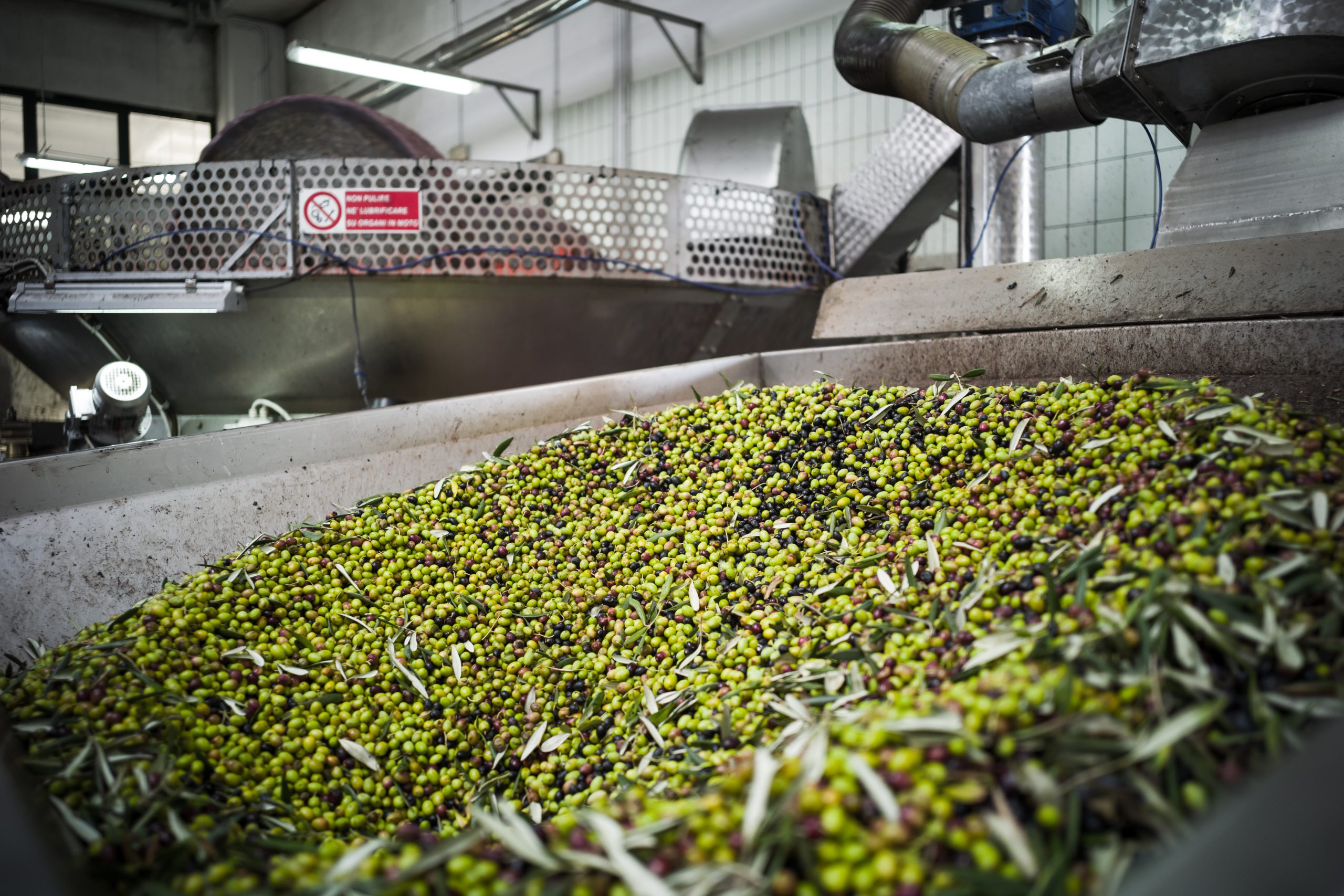 Elaboración del aceite de oliva